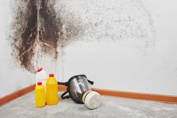 Professional Mold Inspection, Removal & Remediation in Rosharon, TX